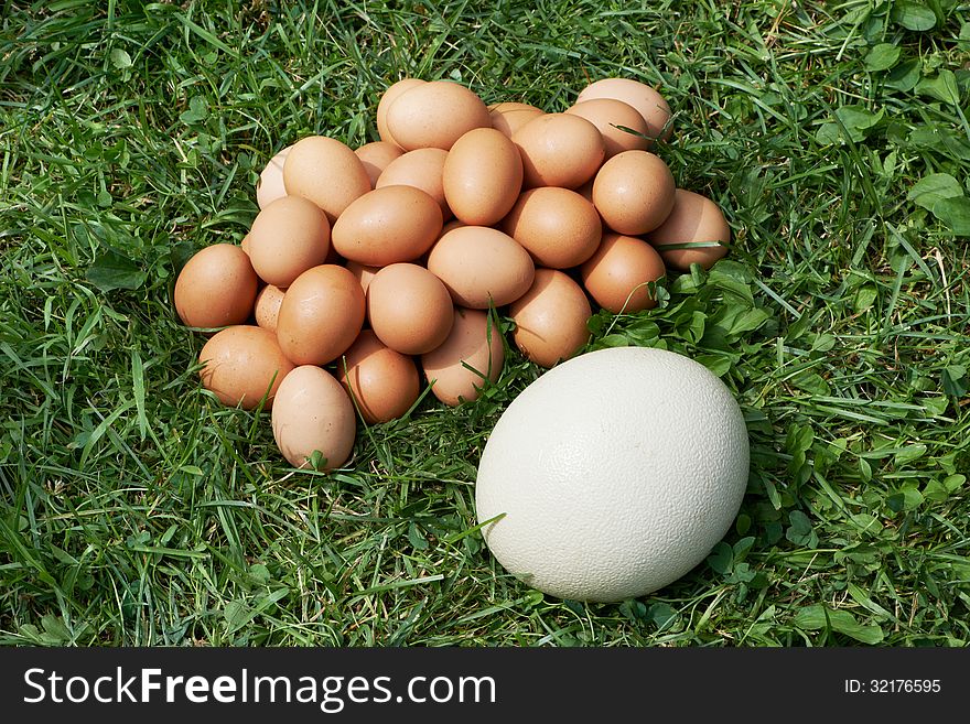 Chiken and ostrich eggs on grass