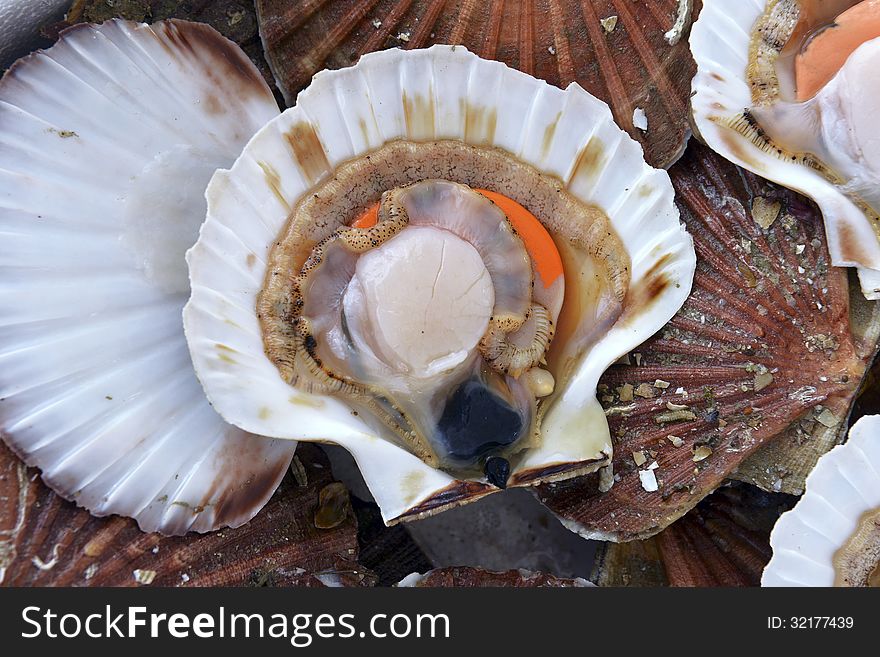 Scallops in the shell in the market