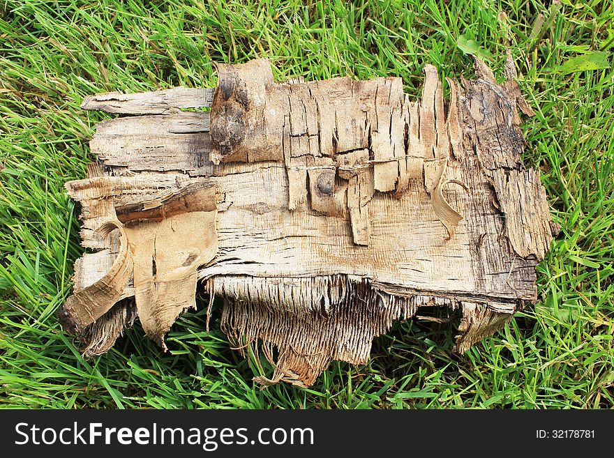 Bark of trees on the green grass