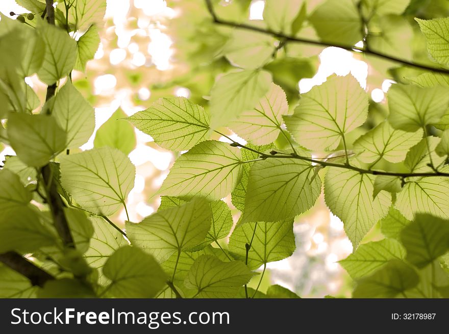 Lime leafs in the sunshine. Lime leafs in the sunshine