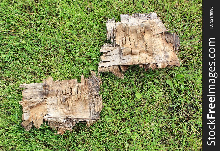 Bark of trees on the green grass