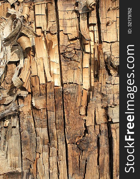 Tree bark. The abstract background for desig