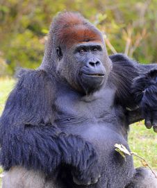 Smiling Male Lowland Gorilla Stock Photography