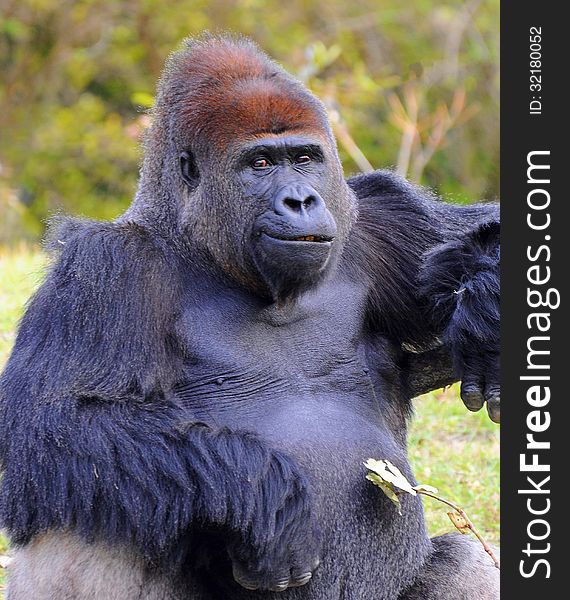 Male lowland gorilla with a casual smirk against a natural green grass and tree background. Male lowland gorilla with a casual smirk against a natural green grass and tree background