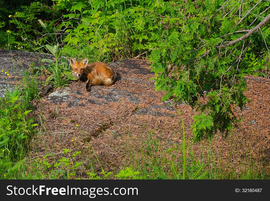 Staring Red Fox cub on a rock in the forest in the morning. Staring Red Fox cub on a rock in the forest in the morning.