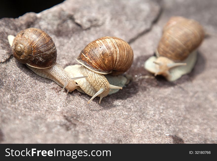 Three snail crawling on a stone in nature