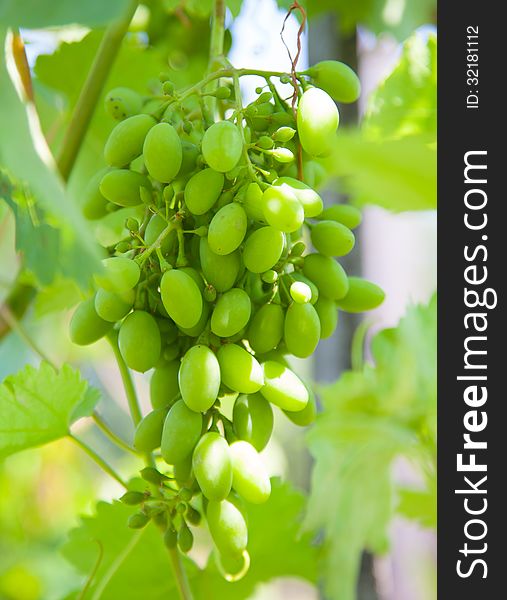 Long close-up of grapes with leaves growing in nature