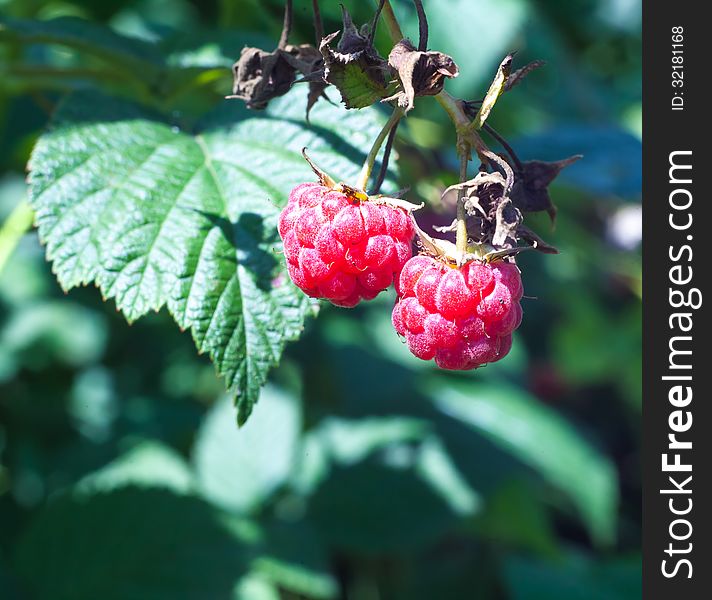 Raspberry on a background of leaves growing in nature. Raspberry on a background of leaves growing in nature