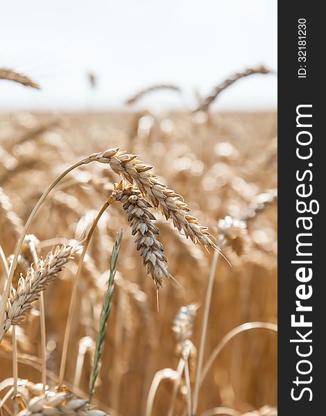 Ears of wheat on a background of field