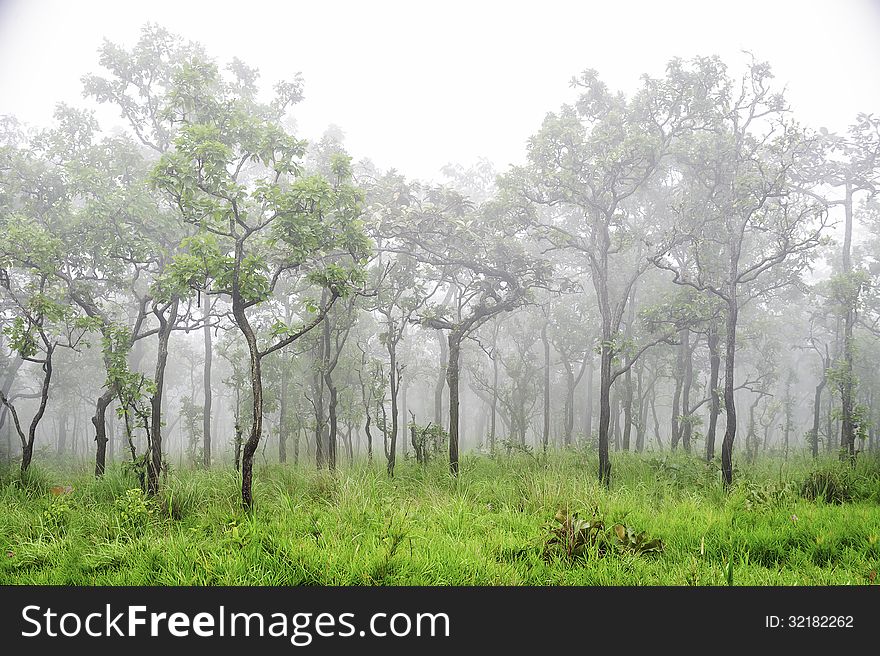 Wonderful forest in fog