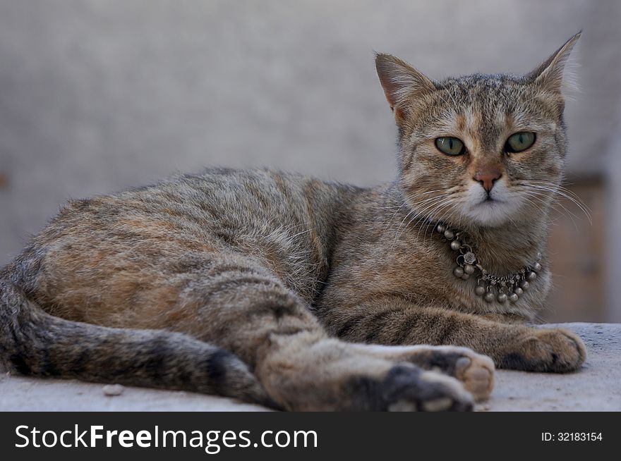 The cute cat with silver beaded collar. The cute cat with silver beaded collar.