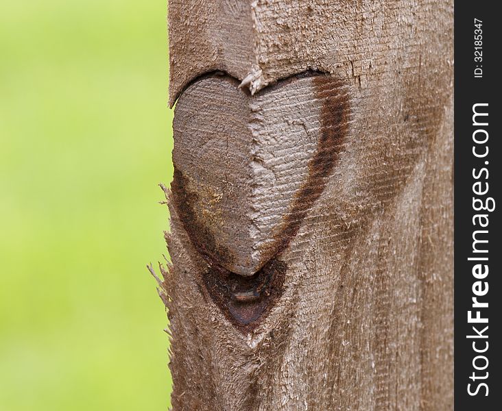 Natural heart shaped knot on textured pine wood fence against a light green background. Natural heart shaped knot on textured pine wood fence against a light green background