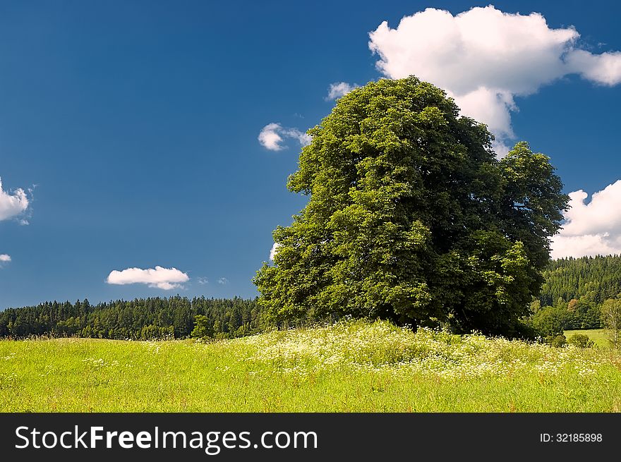 Tree on a meadow with trees in the background. Tree on a meadow with trees in the background