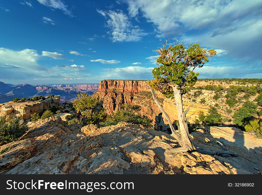 The majestic Grand Canyon with a weathered tree in the foreground, and a beautiful blue sky with white clouds in the background. The majestic Grand Canyon with a weathered tree in the foreground, and a beautiful blue sky with white clouds in the background.