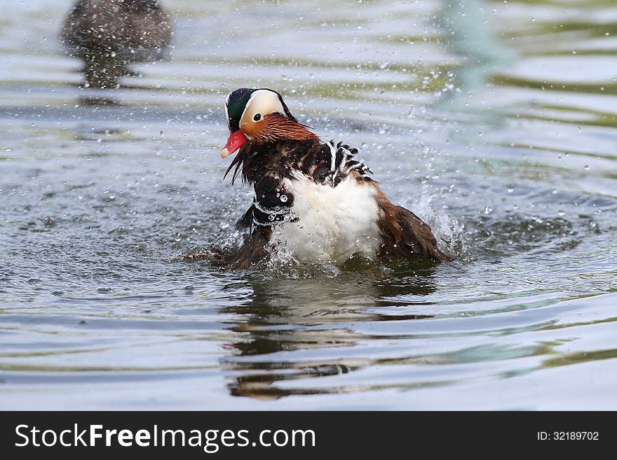 Male mandarin duck (Aix galericulata) shake into the water