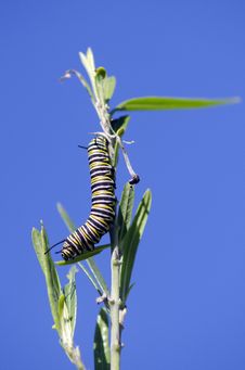Monarch Butterfly Caterpillar Royalty Free Stock Image Monarch Butterfly Caterpillar Royalty Free Stock Image