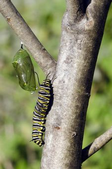 Monarch Butterfly Caterpillar Stock Images Monarch Butterfly Caterpillar Stock Images