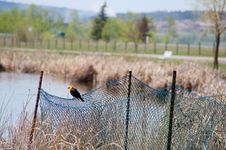 Yellow-headed Blackbird Xanthocephalus Xanthocepha Royalty Free Stock Photo Yellow-headed Blackbird Xanthocephalus Xanthocepha Royalty Free Stock Photo