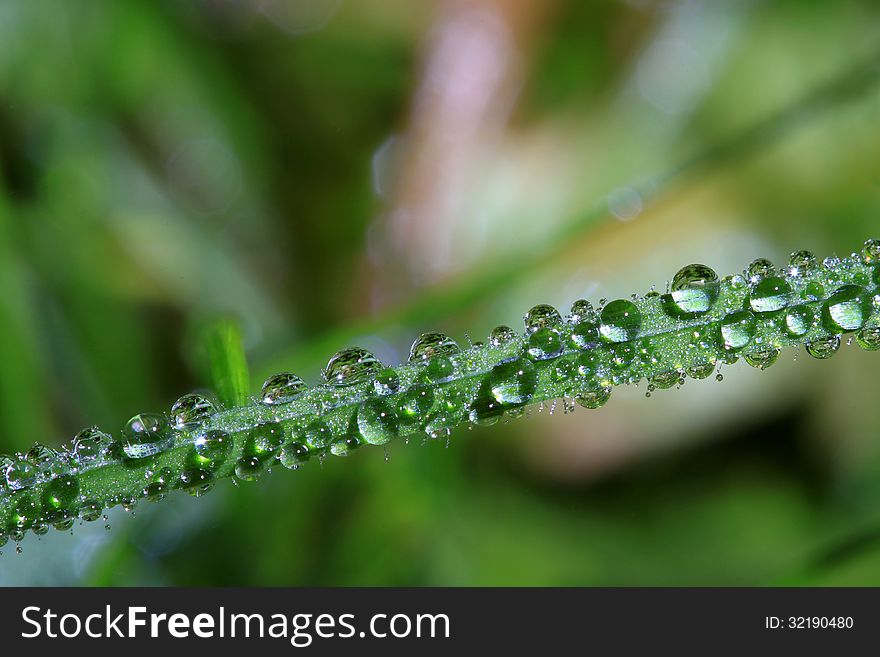 Droplets of water on the grass