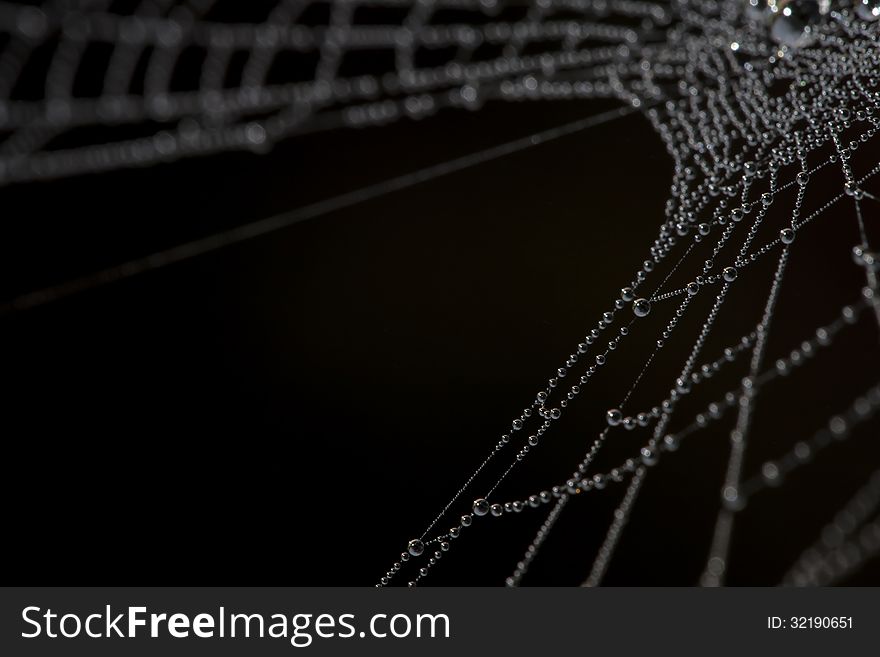 A web made of small water droplets. A web made of small water droplets