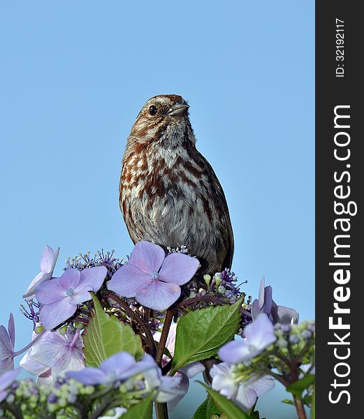 Little brown songbird sitting in flowers