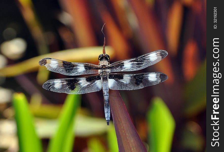 Black and white dragon fly in the garden