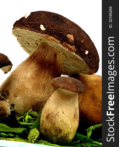 Porcini Mushroom and Boletus on Green Leafs closeup on white background