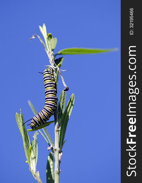 Monarch butterfly caterpillar eats Milkweed.