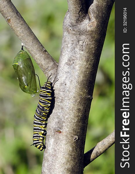 Monarch butterfly caterpillar and a chrysalis on a Milkweed.