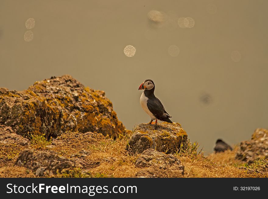 Puffin With Ocean Background