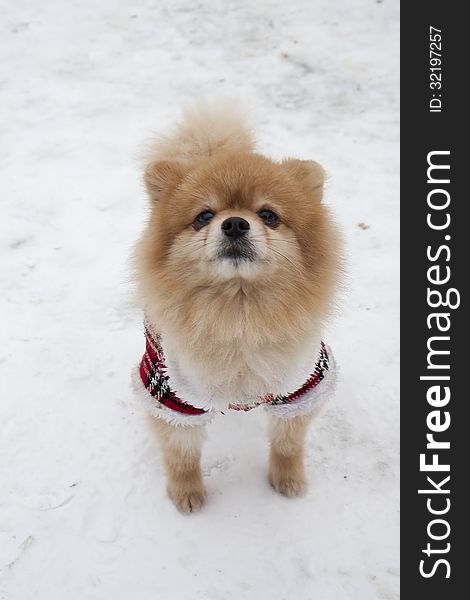 Spitz oldest breed of dog in Central Europe. Companion dog. Spitz oldest breed of dog in Central Europe. Companion dog.