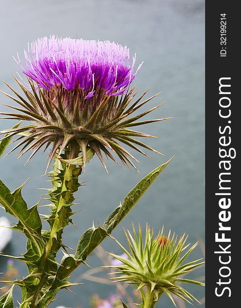 Blooming artichoke flower close-up