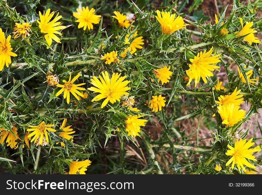 Natural herbal background small yellow flowers