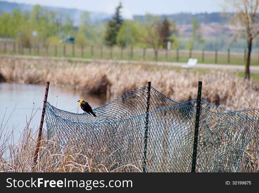 Yellow-headed Blackbird Xanthocephalus Xanthocepha