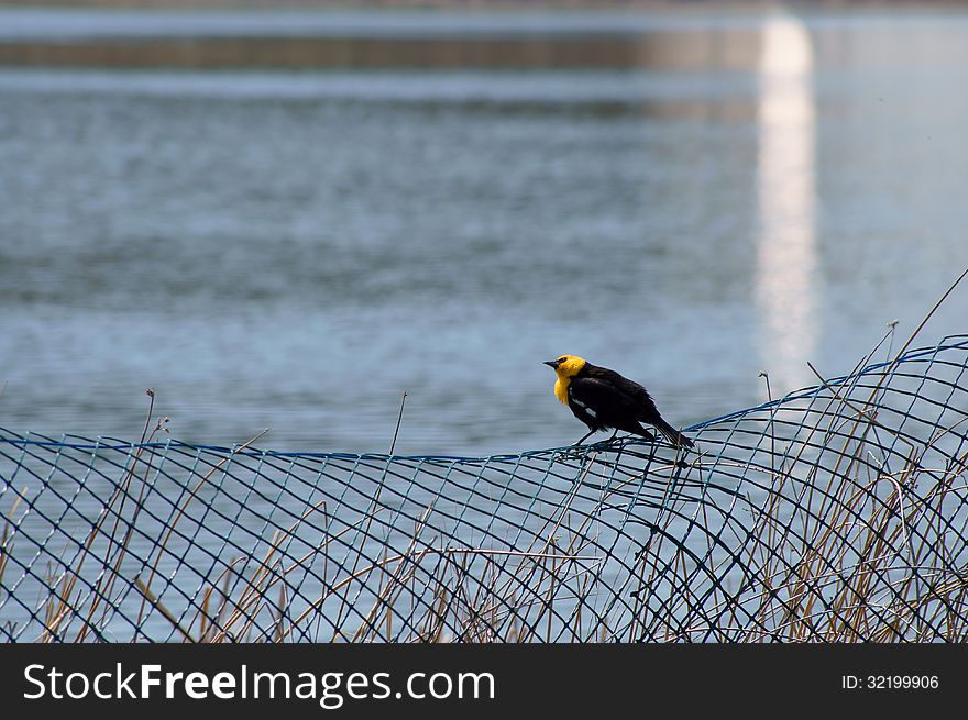 A Yellow Headed Black Bird on blue fence by by visitors center lake refuge in 100 Mile House, British Columbia, Canada. A Yellow Headed Black Bird on blue fence by by visitors center lake refuge in 100 Mile House, British Columbia, Canada