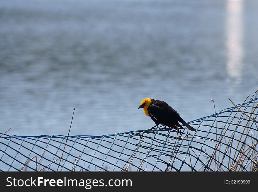 Yellow-headed Blackbird Xanthocephalus xanthocepha