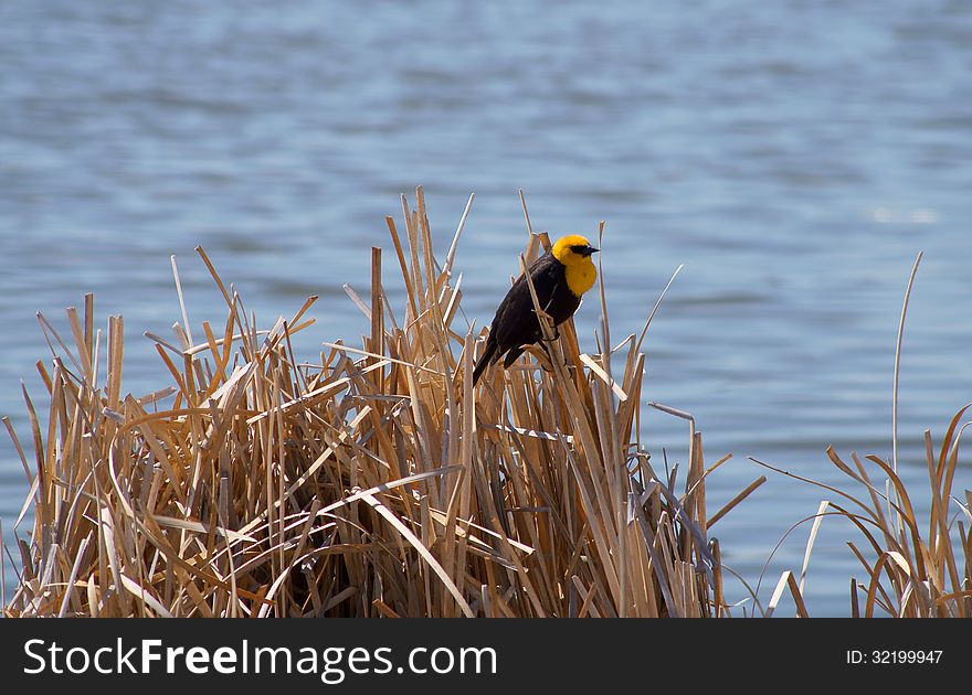 Yellow-headed Blackbird Xanthocephalus Xanthocepha