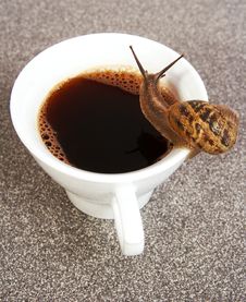 Thirsty Snail Royalty Free Stock Photo Thirsty Snail Royalty Free Stock Photo