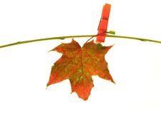 Autumn Leaf Royalty Free Stock Images