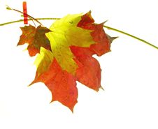 Autumn Leaves Royalty Free Stock Image