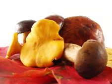 Mushrooms On Lcolor Eaves Royalty Free Stock Photos Mushrooms On Lcolor Eaves Royalty Free Stock Photos