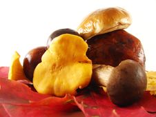 Mushrooms On Lcolor Eaves Royalty Free Stock Images Mushrooms On Lcolor Eaves Royalty Free Stock Images