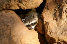 Funny Hidden Racoon Royalty Free Stock Photo Funny Hidden Racoon Royalty Free Stock Photo