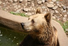 Nice Bear Royalty Free Stock Photos Nice Bear Royalty Free Stock Photos