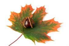 Chestnut And Autumn Leaf Stock Image