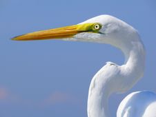 Great Egret Against Blue Sky Stock Photography