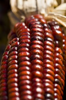 Indian Corn Stock Image