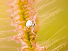 Crab Spider Stock Photography
