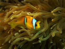 Clownfish Stock Photo Clownfish Stock Photo