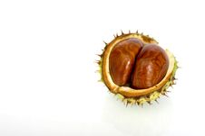 Chestnuts Close Up Isolated Stock Images Chestnuts Close Up Isolated Stock Images